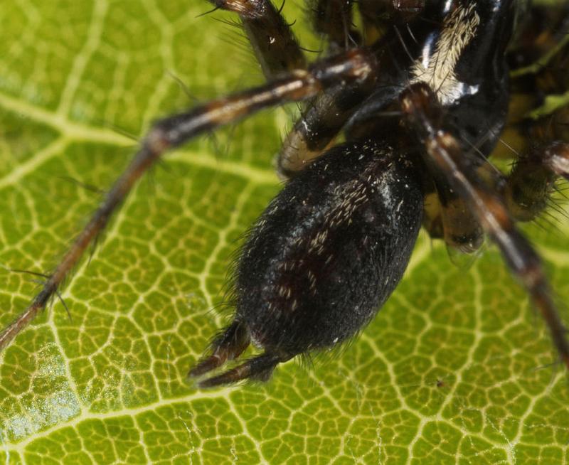 Textrix_denticulata_D8205_Z_88_Bij afgraving_Nederland.jpg